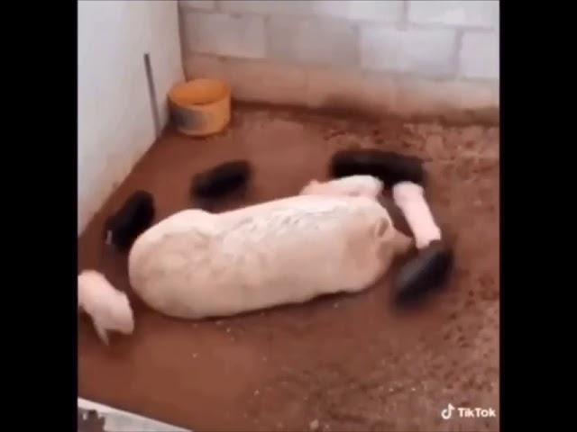 Круговорот свиней ха смешно