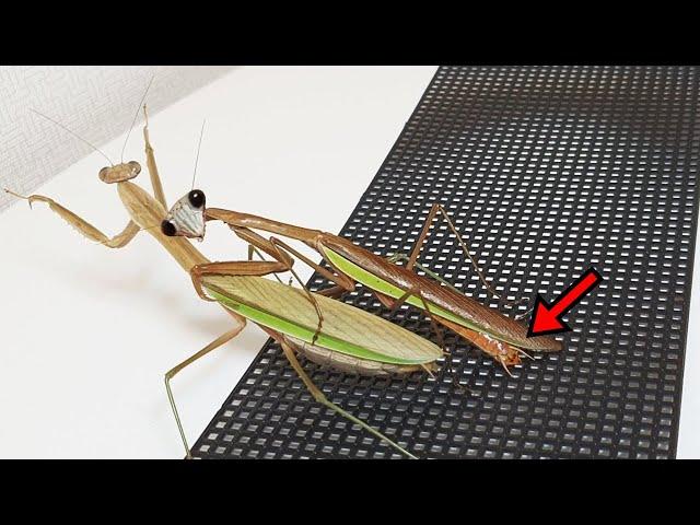 The male praying mantis is dragged away after a mating failure... What will happen to WIKI?