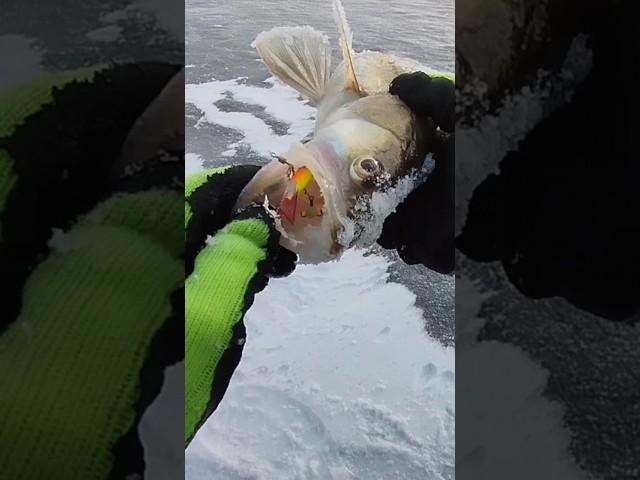 СУДАК ПРОГЛОТИЛ БАЛАНСИР. ЛОВЛЯ СУДАКА НА РЕКЕ ВОЛГА.ЗИМНЯЯ РЫБАЛКА.FISHING. #fishing #shorts #short