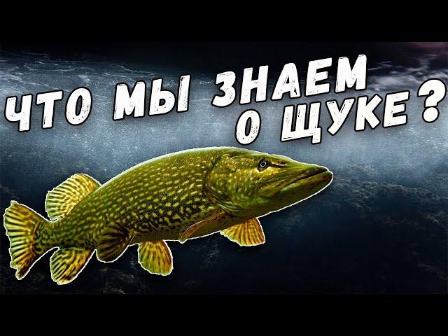 Что Мы Знаем о Щуке? Интересные Факты. Рекорды. Самая Большая Щука.