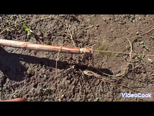 ЗАПРЕЩЁННАЯ ЛОВУШКА///Pheasant hunting такую ловушку легко сделать и улов будет большой