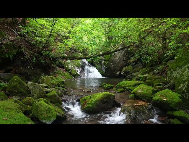 Mountain Stream, Birds Chirping, Forest Sounds for Sleeping