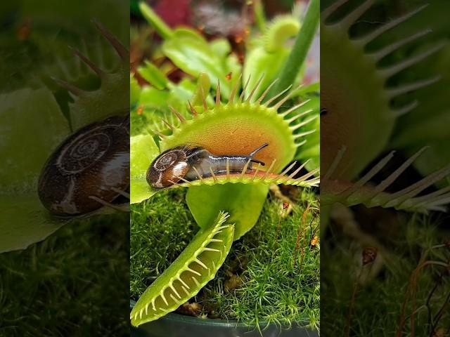 Greatest escape from the stomach of a venus fly trap #shorts