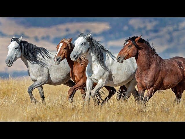 THE WILD MUSTANGS OF NORTH AMERICA