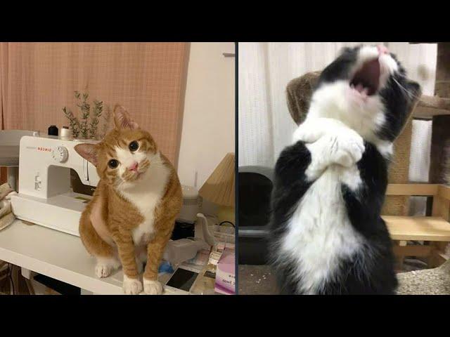 Try Not To Laugh  New Funny Cats Video  - MeowFunny Par 37