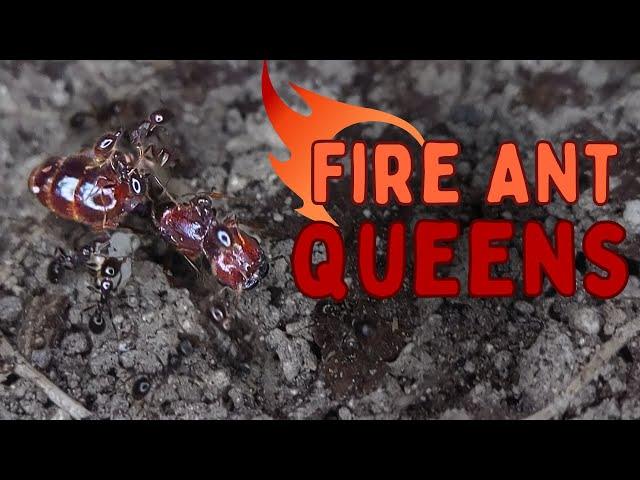 Everything Went Wrong While Looking for Fire Ant Queens in Mexico