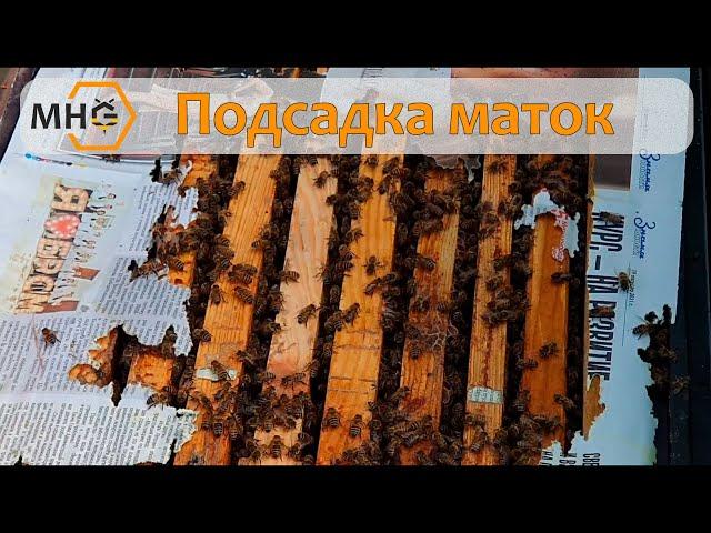 Как с вероятностью 99% подсадить матку? Наш способ