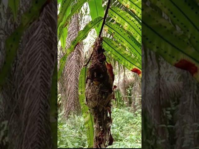 SARANG BURUNG SOGOK ONTONG di alam #Shorts