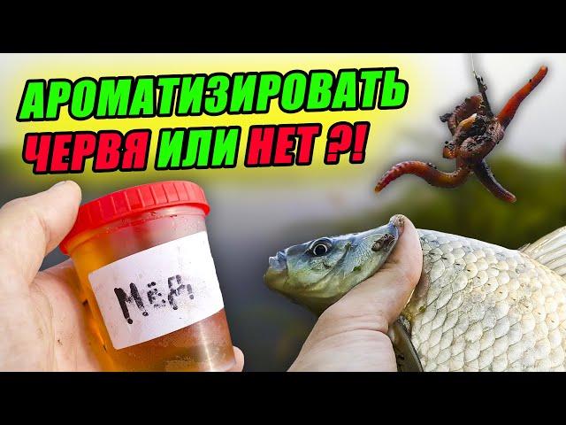 Рыбалка на ЧЕРВЯ! Стоит ли АРОМАТИЗИРОВАТЬ ЧЕРВЯ или НЕТ?! Эксперимент с насадками – День 5