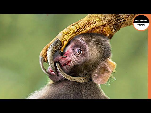 Monkey Punished By an Eagle, And Her Young Ate it !!