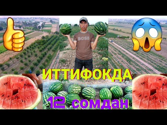 ДЕКАНЧИЛИК ЗОР БОБДИ ИТТИФОКДА ТАРБУЗ...