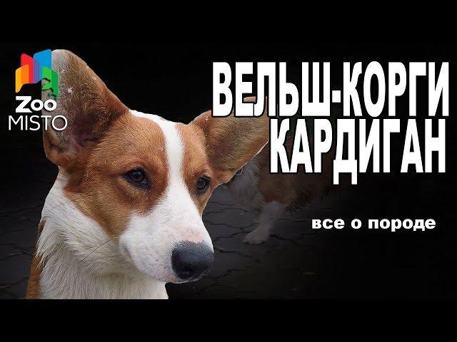 Вельш-Корги Кардиган - Все о породе собаки | Собака породы - Вельш-Корги Кардиган