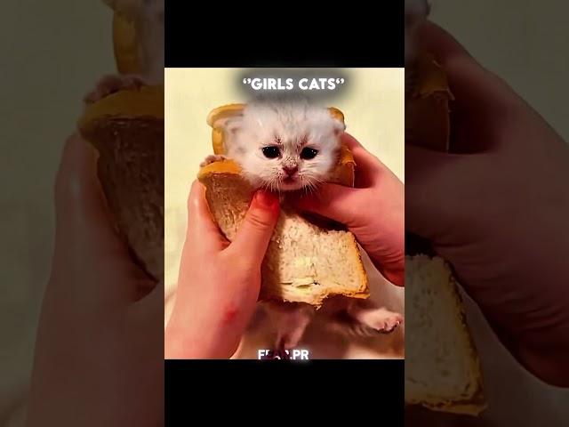 GIRLS CAT VS BOY CATS #skulledit #crazy #shorts