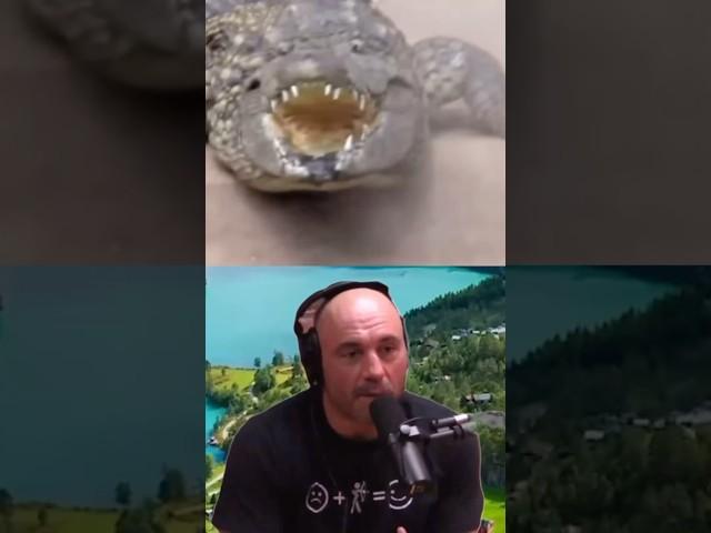 Joe Rogan Can't Believe the Nile Crocodiles in Florida! 