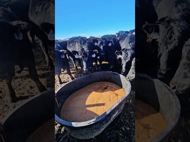 This isn't how cows make chocolate milk.  They love this liquid cow feed.
