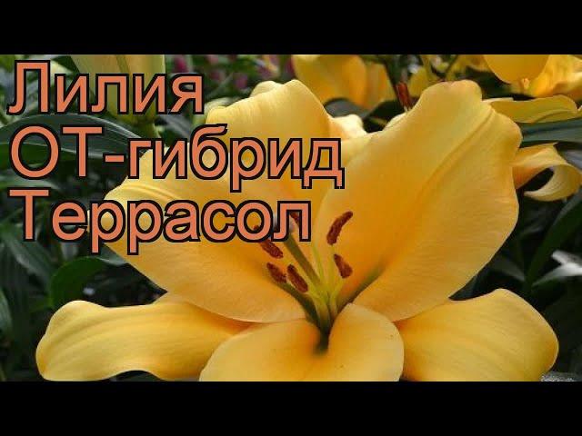 Лилия от-гибрид Террасол (lilium ot-hybrids terrasol)  обзор: как сажать, луковицы лилии Террасол