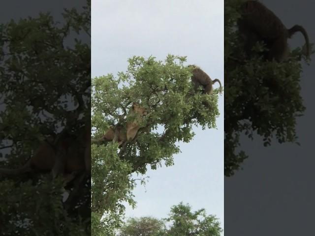 Lioness vs baboon (baboon lives)