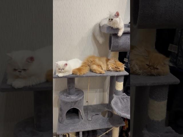 Ginger & Snowflake / funny kittens / gatitos / gatinhos / gattini / chatons / kätzchen / katjes