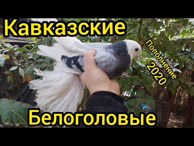 Кавказские белоголовые  бойные голуби 2020.Сизолысые.пополнение моей голубятни.