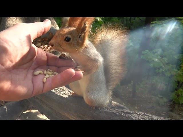 Покормил и погладил Толстую / I fed and stroked Tolstaya