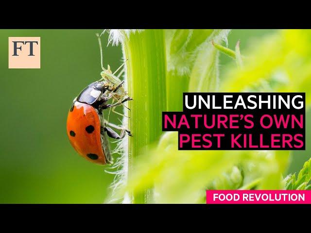 Fighting agricultural pests, the natural way | FT Food Revolution