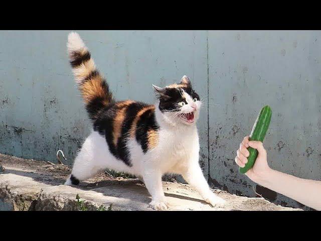  Try Not To Laugh Dogs And Cats  Best Funny Video Compilation 