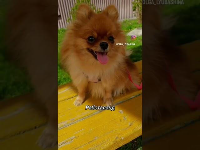 Чили Перчик #шпиц #суперсобака#собака#милота #dog #pomeranian#смешнойшортс #смешновидео#подпишись