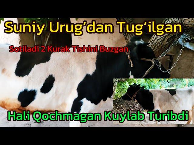 Suniy Urugʻdan Tugʻilgan,2 Kurak tishini buzgan,Hali qochmagan,Kuylab turibdi.