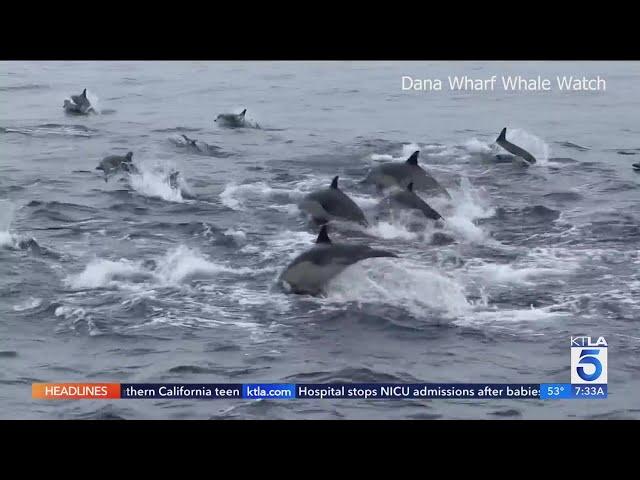 Dolphins stampede off Orange County Coast on Christmas Eve