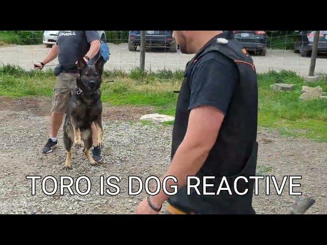 Dog Aggressive German Shepherd - Session 1 with Haz