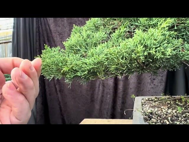 How to trim and shape Juniper shimpaku foliage pads on your bonsai to maintain their shape