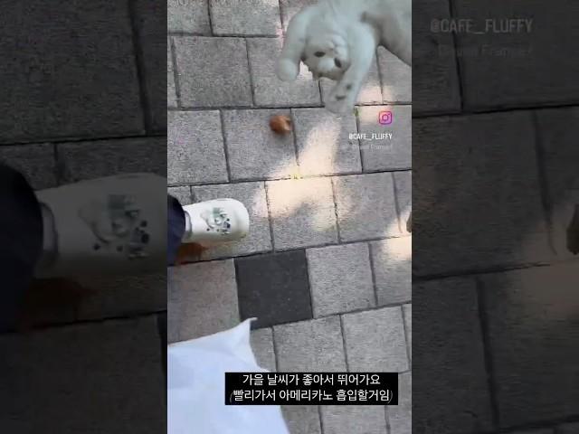 내 꿈은 꿈빛 파티시엘 유튜브를 섭렵하기 위해 올려본다 🫶🫶  #クリスマス #카페브이로그 #카페 #수플레