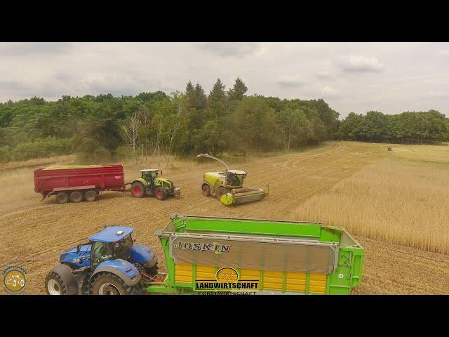 Noternte wegen Trockenheit Wickroggen häckseln mit Claas Jaguar 960 & 3 Häckselwagen GPS 2021