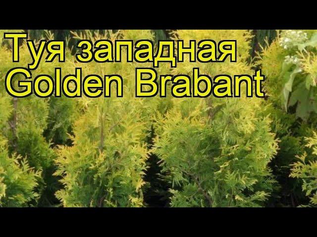 Туя западная Голден Брабант. Краткий обзор, описание характеристик thuja occidentalis Golden Brabant