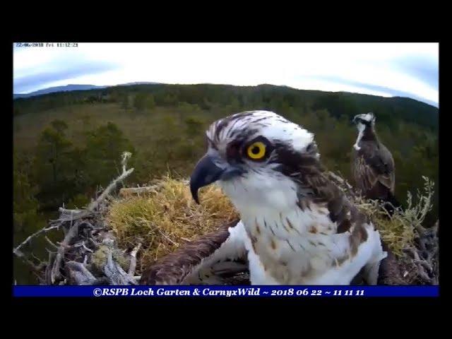 Bold Blue-NF2 disturbs the morning ~ ©RSPB Loch Garten & Carnyx Wild