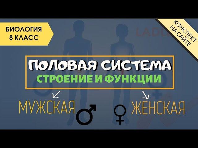 Половая система человека. Анатомия 8 класс. Мужская, женская репродуктивная система. Половые органы