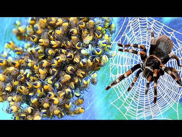 Karakurt, Tarantula and Birdeater in the Same Terrarium: Three Months Later