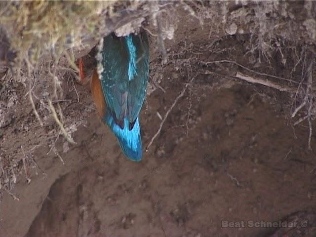 Eisvogel beim Graben der Bruthöhle / Common kingfisher excavating the burrow