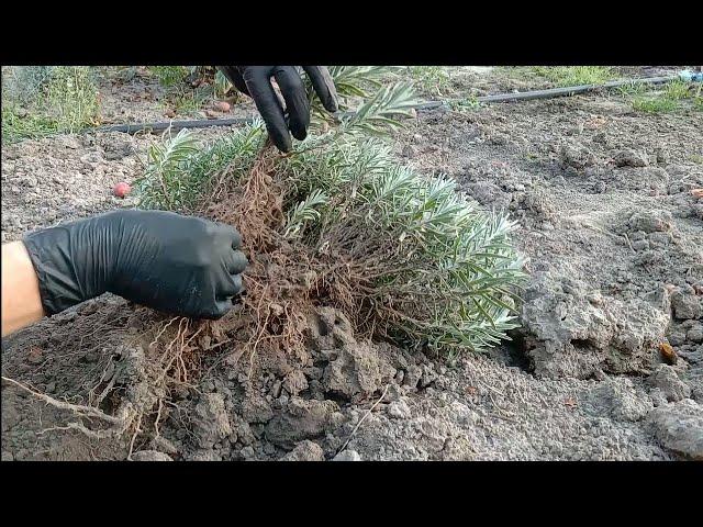 Розмноження лаванди діленням куща і все про осінню посадку