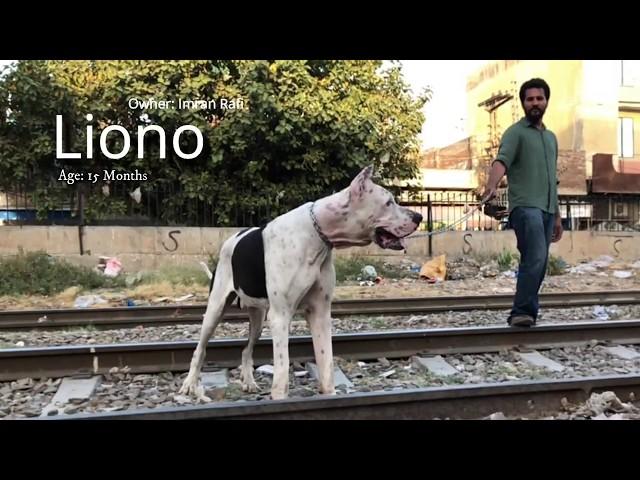 15 Months beast Bully Kutta "Liono" from Pakistan.