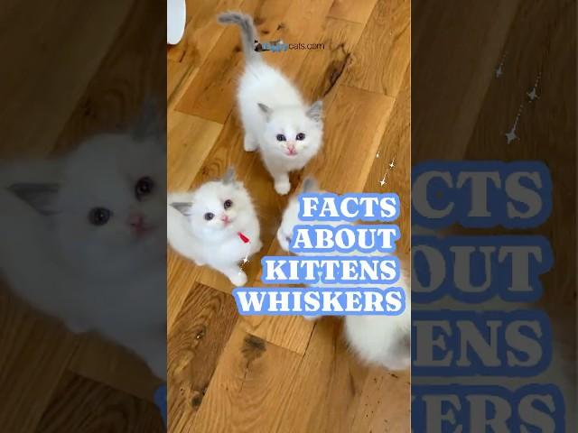 Whisker Wonders: Unraveling the Secrets of Kitten Whiskers  #cats #catwhiskers