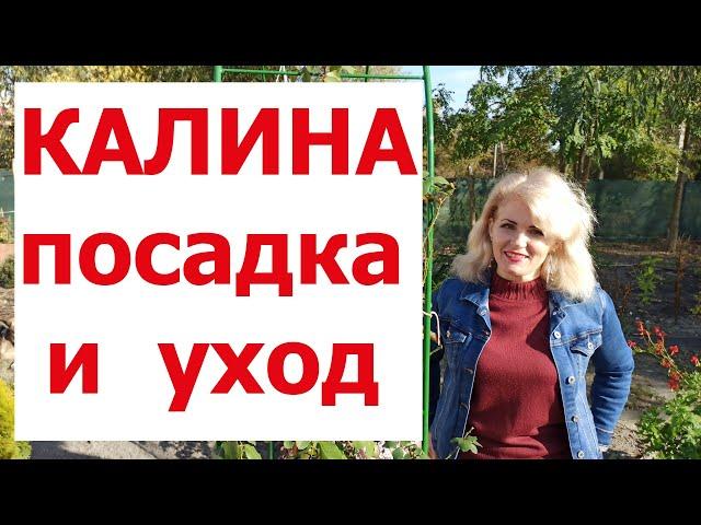 Как сажать калину. Как пересадить калину весной