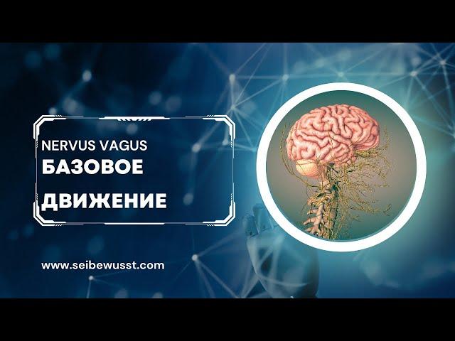 Блуждающий нерв. Базовое движение. Баланс ВНС. Расслабление шеи.