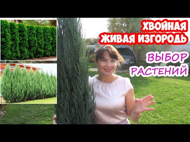 Живая изгородь из хвойных растений: туи, можжевельники, ели! Как сажать? Лучшие сорта для изгородей!