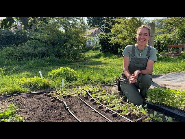 Floret Farm Tour: Dahlia Seedling Patch