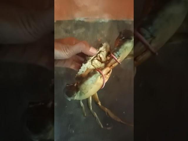 Rezeki mancing ikan, dapat kepiting