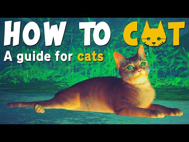 How to Cat  | Stray