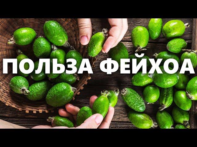 Полезные свойства фейхоа для организма | Как правильно есть фейхоа