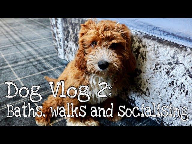 CAVAPOO PUPPY | DOG VLOG 2 - Walks, Socialising and Bath time