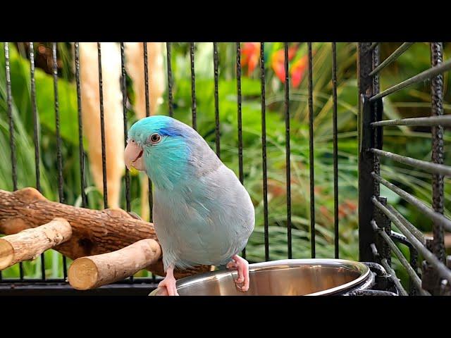 Parrot TV  Relax To Singing Birds & Nature Sounds  Parrotlet Sounds 